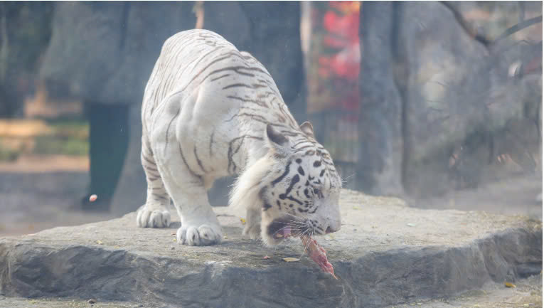 Thảo Cầm Viên SG - Cần Tuyển Gấp 2 Cô Tạp Vụ Vệ Sinh Chuồng Cọp