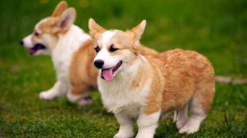 Tuyển 1 chị làm ở q6 từ 18h-20h . Cho chó ăn , dọn dẹp chuồng , khay ăn