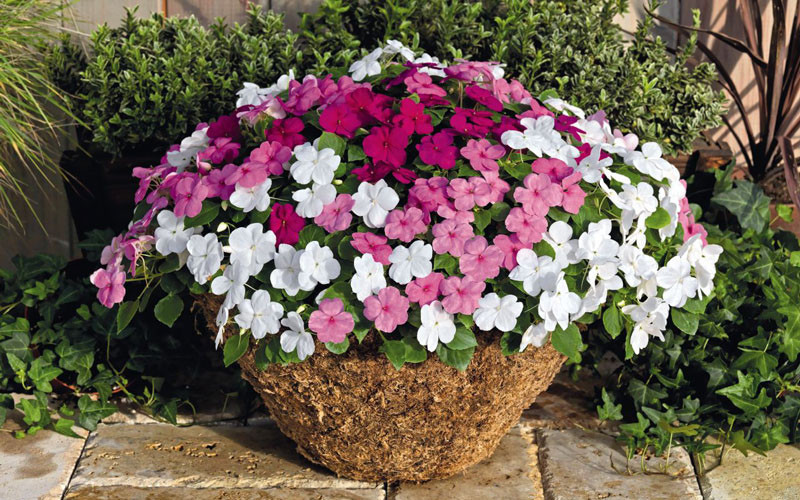 Vợ Chồng Cần Tìm Chị Chuyên Nội Trợ Và Biết Nấu Ăn