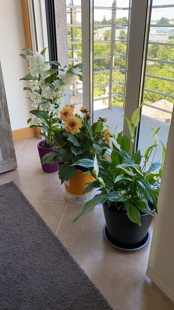 Em tìm cô giúp việc nhà cho gia đình 3 người lớn