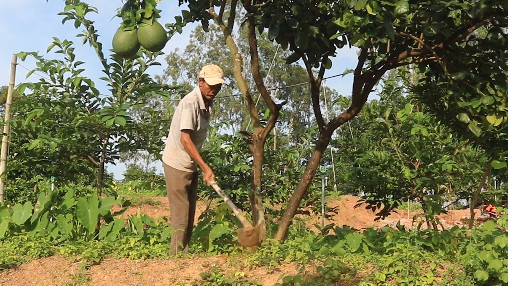 Tuyển Nam làm vườn chăm sóc cây ăn Trái ở Thành Phố Mới - Bình Dương Lương khởi điểm 8tr