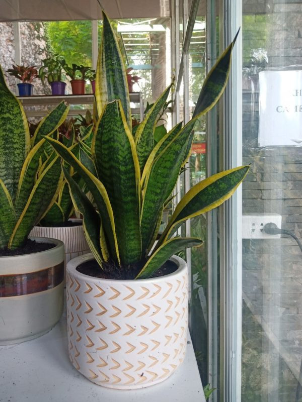 Ông Bị Tai Biến Nên Muốn Tìm Chị Hiểu Tâm Lý Chăm Sóc