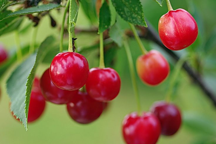 Tìm Gấp Cô Chăm Bé 8 Tháng Tuổi Ở Quận 9 - Bao Ăn Ở, LÀM LÂU DÀI