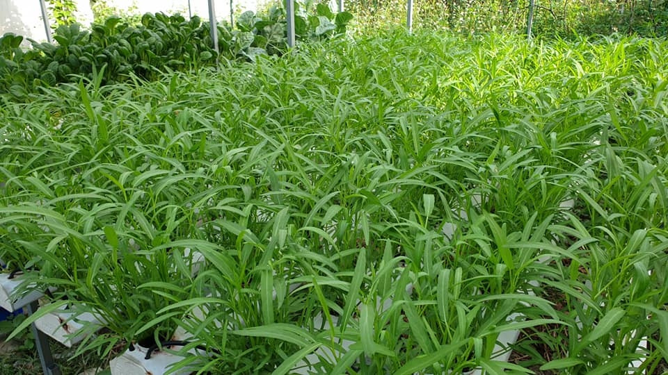 Cần gấp cô giúp việc làm việc nhà tại p.Tân Tiến tp. Biên Hòa