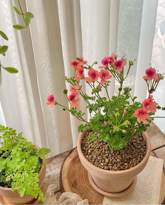 GIA ĐÌNH CÓ 3 NGƯỜI LỚN TẠI QUẬN 3 TÌM CÔ GIÚP VIỆC NHA