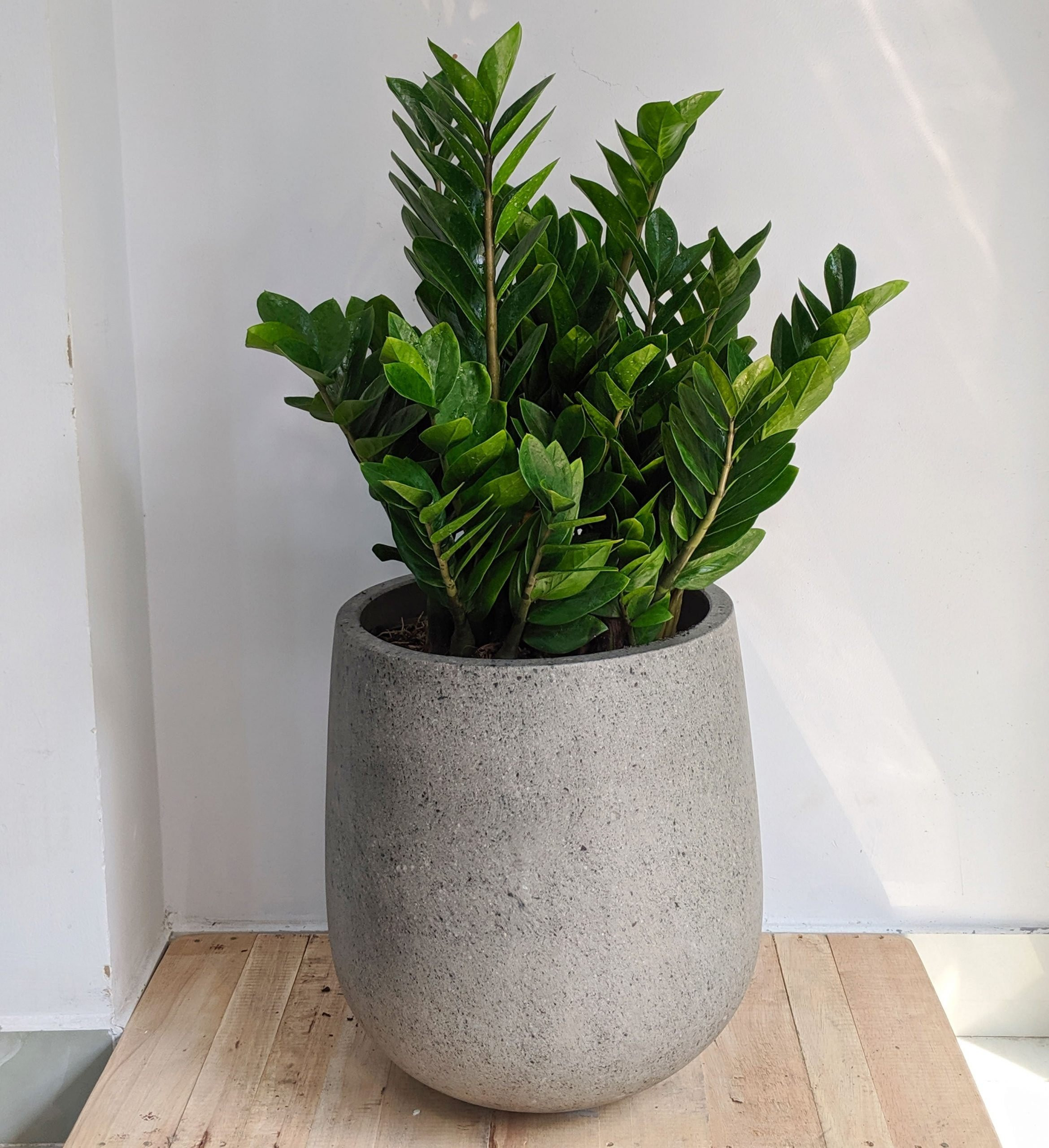 Cần Chị Hiền Lành Chăm Sóc Bà Nằm Một Chỗ Phụ Gia Đình