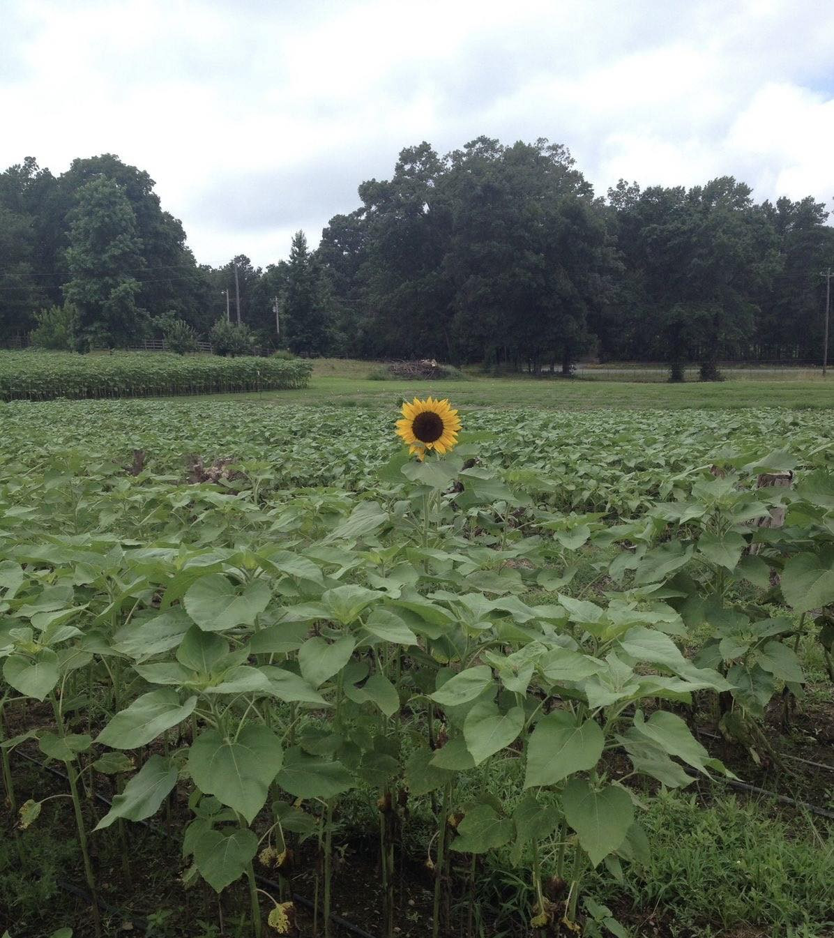 Cần gấp 1 chị làm giúp việc nhà. Bao ăn ở lại. Làm ở lại luôn tết