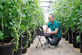 CẦN NGƯỜI LÀM VƯỜN LƯƠNG 15TR BAO ĂN Ở LÀM TẠI LÂM ĐỒNG