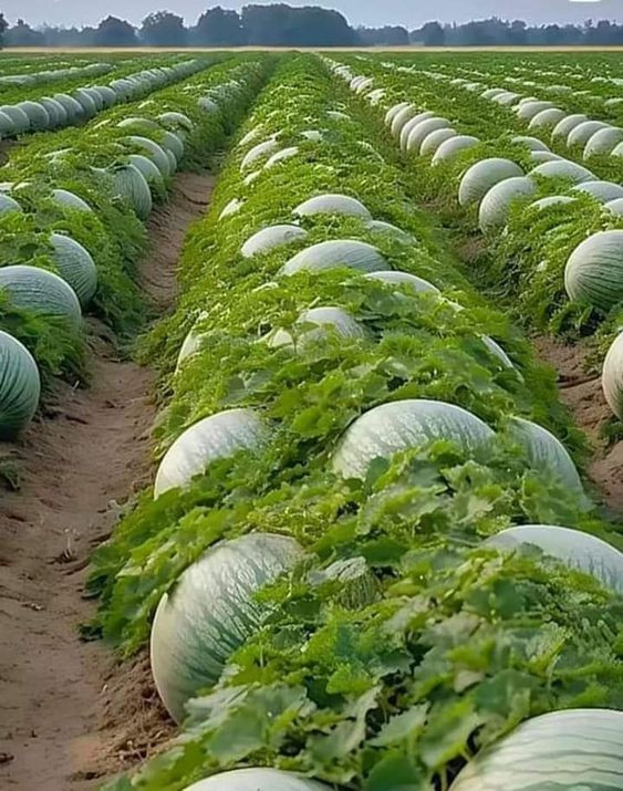 Nhà ở Cao Lỗ, Quận 8. Tuyển Chị Giúp Việc Bao Ăn Ở Lại, Không Yêu Cầu Kinh Nghiệm.