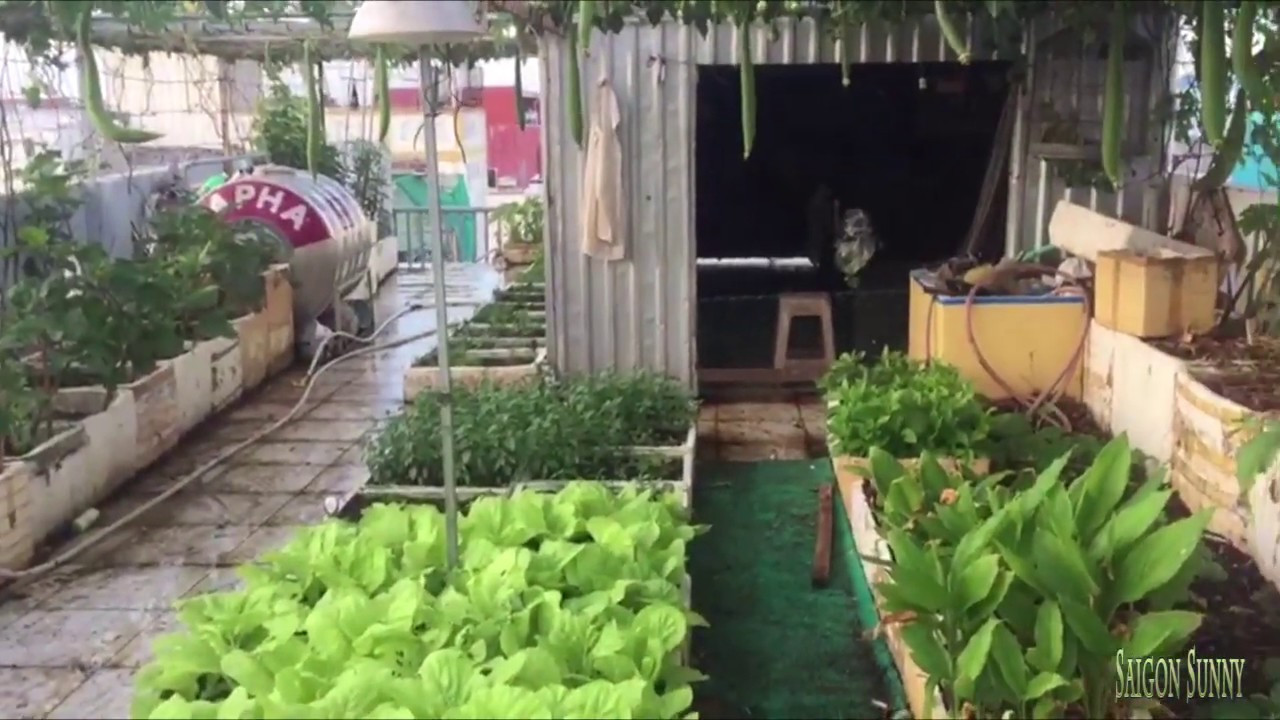 Em cần 1 cô nuôi gà, tưới cây, trồng rau, quét sân cho gia đình 2 cô chú ở Hóc Môn