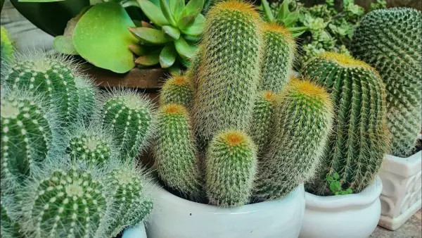 Tìm Chị Giúp Việc Nhà Có Phòng Riêng Dành Cho Chị