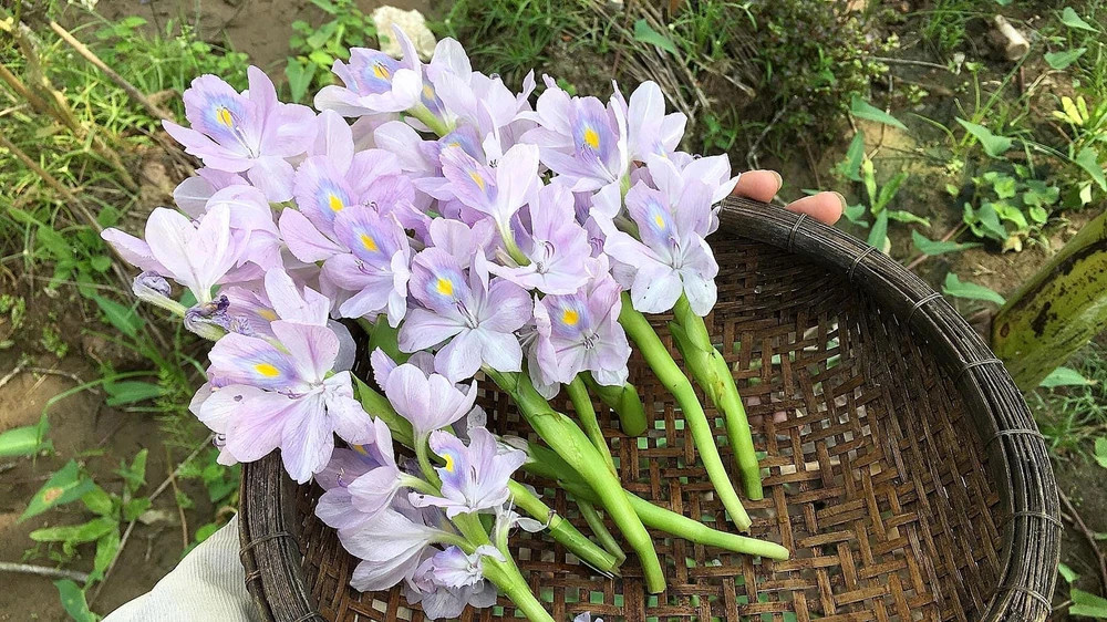 Cần Chị Chăm Sóc Bà Bị Tai Biến Dưới 40 Tuổi