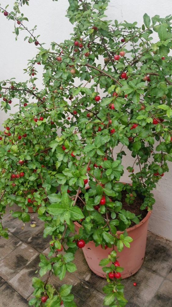 Trên Đường Vạn Kiếp Bình Thạnh, Em Đang Cần Gấp Chị Gíup Việc Nhà Bao ĂN Ở